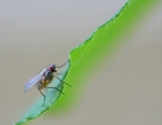 Onbewerkte Fotografie allerlei dieren en insecten