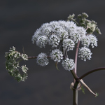 Onbewerkte Fotografie allerlei bloemen en planten