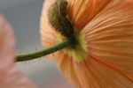 papavers in allerlei kleuren van de andere kant gezien