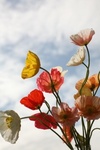 allerlei kleuren komen des te mooier uit tegen een blauwe lucht