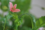 Allerlei kleuren papavers. De in de volksmond genoemde klaprozen zijn eigenlijk alleen maar de rode. De papaver komt echter in allerlei kleuren voor. Dit is een verzameloverzicht dat op een later moment gesplitst wordt.