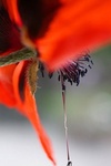 Allerlei kleuren papavers. De in de volksmond genoemde klaprozen zijn eigenlijk alleen maar de rode. De papaver komt echter in allerlei kleuren voor. Dit is een verzameloverzicht dat op een later moment gesplitst wordt.