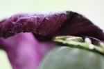 Allerlei kleuren papavers. De in de volksmond genoemde klaprozen zijn eigenlijk alleen maar de rode. De papaver komt echter in allerlei kleuren voor. Dit is een verzameloverzicht dat op een later moment gesplitst wordt.