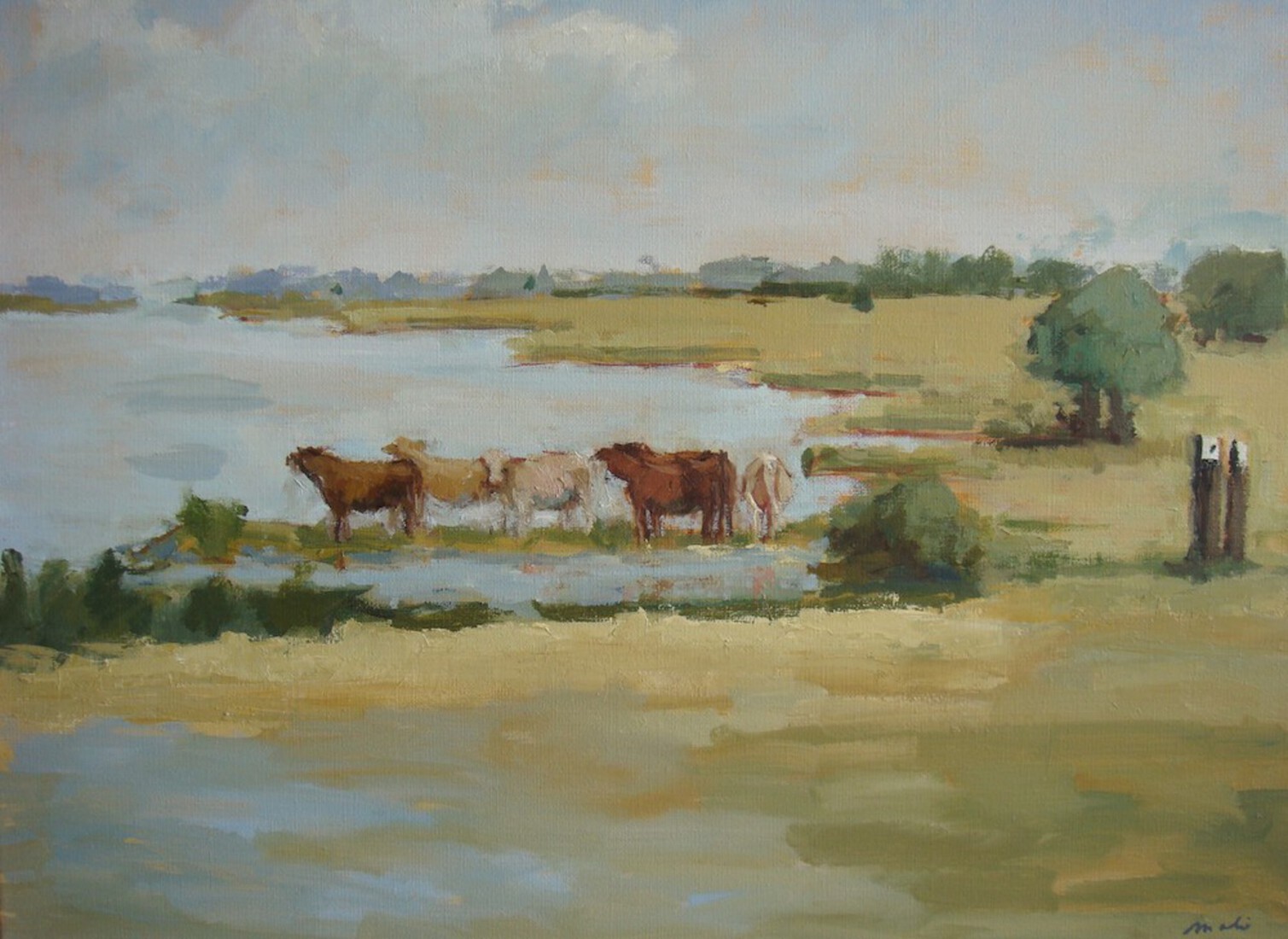 Koeien aan het water