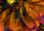 Vrolijke zomerbloemen, zie voor een downloadcadeautje www.jaapderaatphoto.com