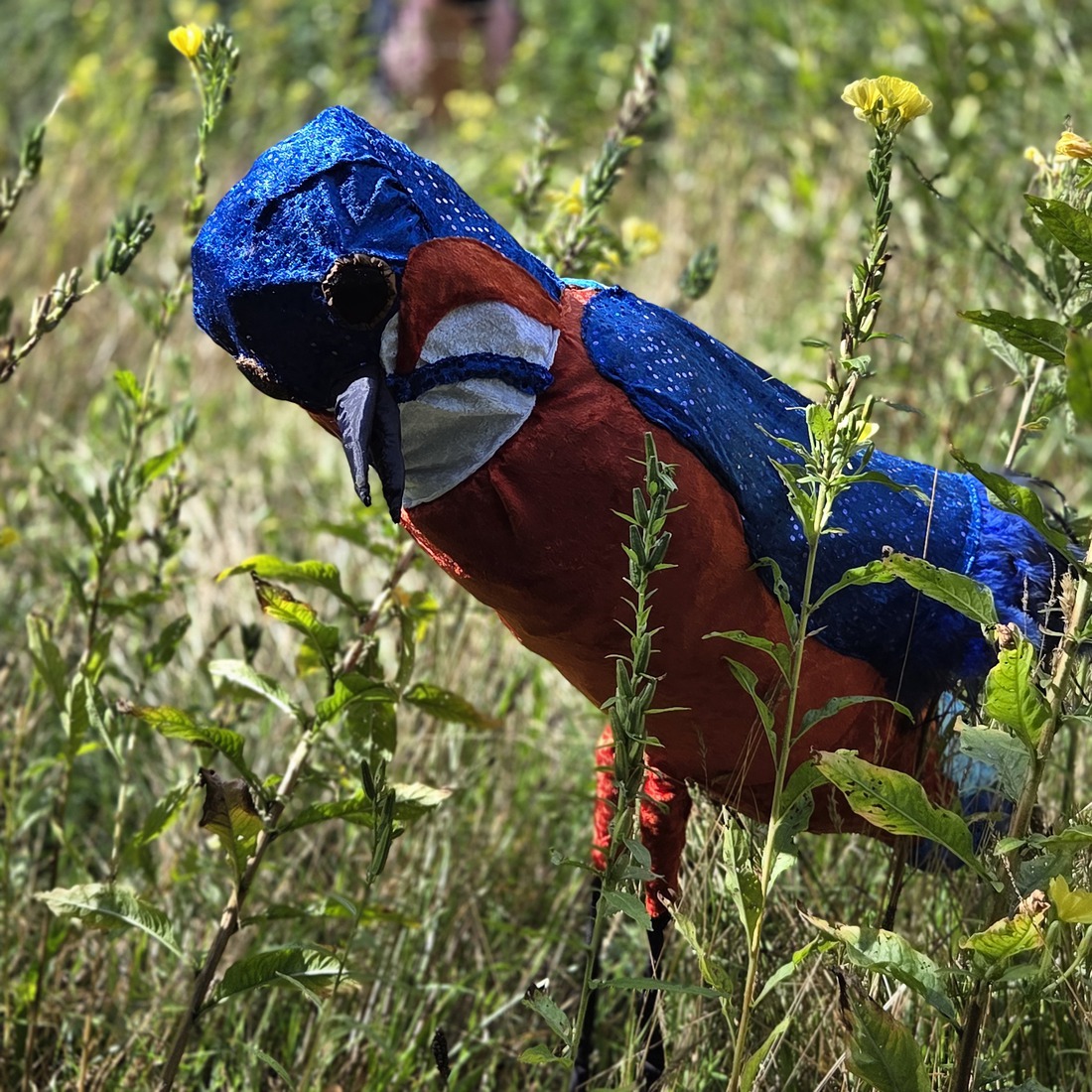 Ijsvogel uit de serie Habitat