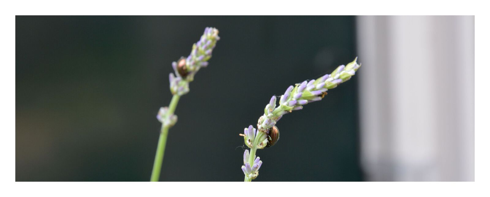 Lavendel Bugs