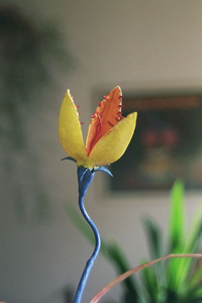 Krocomadura