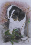 Realistische aquarellen,in combinatie met potlood.