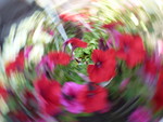 Digitale foto's met effect. Deze zijn niet op de computer bewerkt.