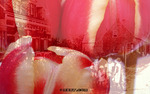 Big size designs, using flowers and historic photographs. Artwork can be adapted to the colours of the interior. Soon: London, San Francisco, Bruges and Amsterdam artwork. The digital file can be printed on whatever material you wish.