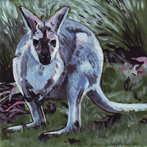 D441 wallaby