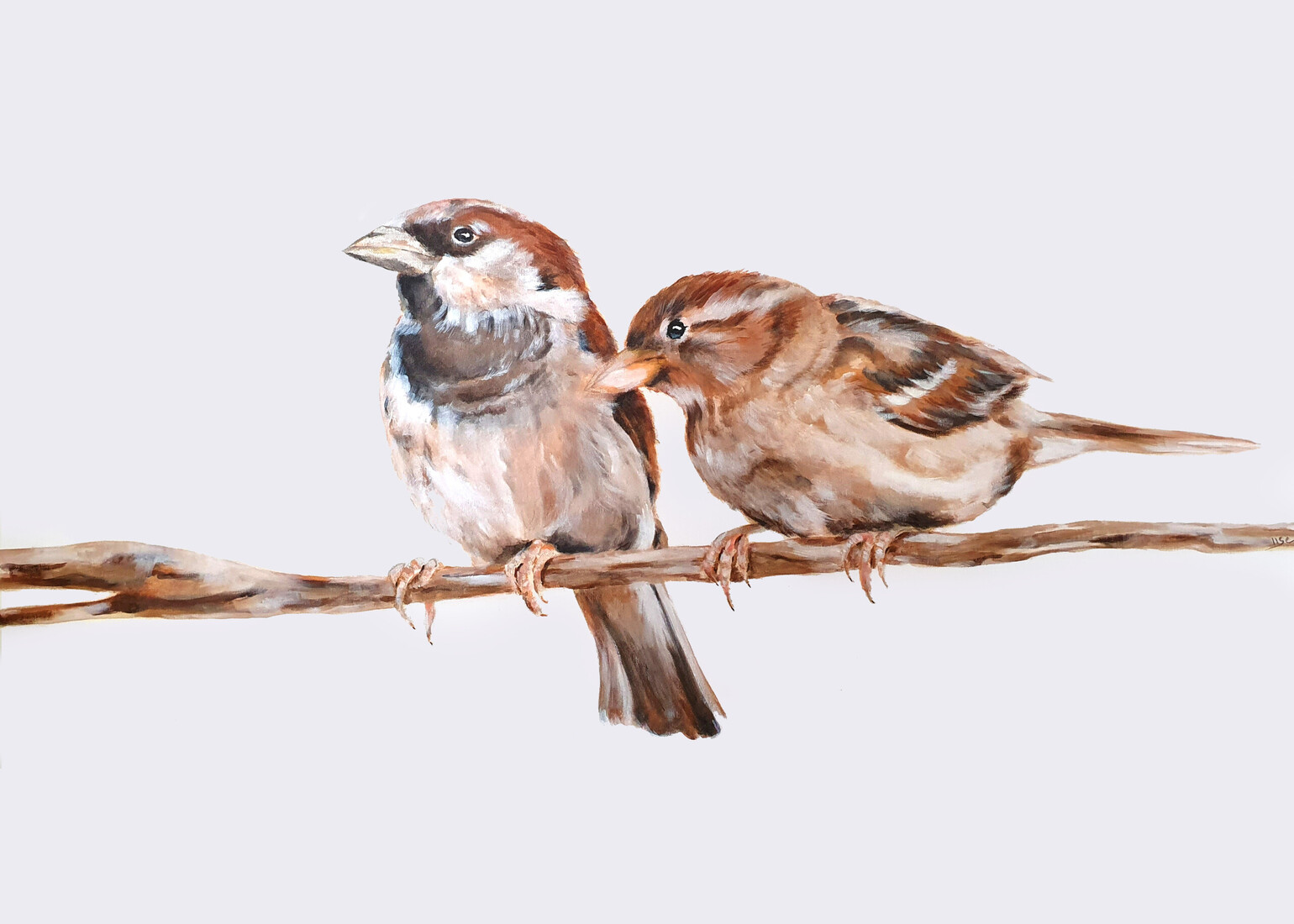 dieren