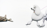 Schilderijen die de hedendaagse maatschappij op een subtiele wijze bekritiseren. Door de plaatsing van nagenoeg levensgrootte dieren tegen een lege, monochrome achtergrond, balanceren de werken op de rand van realisme en fantasie. Humor, confronterende menselijke gevoelens en positieve maatschappijkritiek zijn nooit ver weg. Je kunt de schilderijen dan ook zien als visuele fabels.