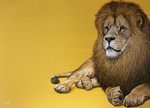 Schilderijen die de hedendaagse maatschappij op een subtiele wijze bekritiseren. Door de plaatsing van nagenoeg levensgrootte dieren tegen een lege, monochrome achtergrond, balanceren de werken op de rand van realisme en fantasie. Je kunt de schilderijen zien als visuele fabels, waarbij humor, confronterende menselijke gevoelens en positieve maatschappijkritiek nooit ver weg zijn.