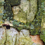 Bomen in het landschap en details van bomen