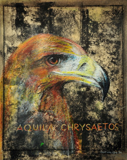 Aquila chrysaetos