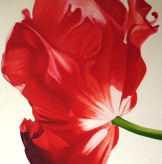 red & white tulip