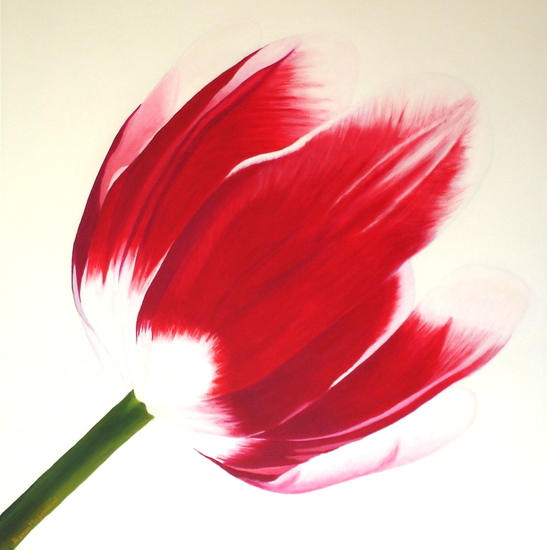 rood witte tulp