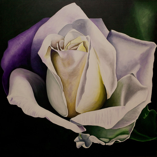 witte roos