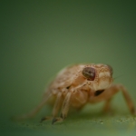Cicade Cicade