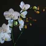 Orchidee Orchidee