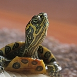 Geelwangschildpad Geelwangschildpad