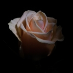 Aspirin Rose Aspirin Rose