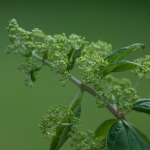 Hortensia (pluim) Hortensia (pluim)