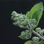 Hortensia (pluim) Hortensia (pluim)