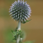 Distel (kogel) II Distel (kogel) II