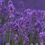 Lavendel (spijk) Lavendel (spijk)