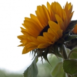 Zonnebloem Zonnebloem