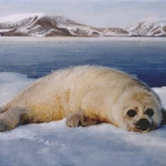 zeehond zeehond