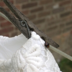 Het Lieveheersfeestje Het Lieveheersfeestje
