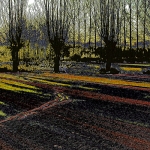 Bloembollenveld....? Bloembollenveld....?