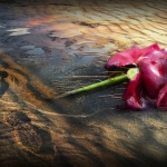 Verloren...Liefde Verloren...Liefde