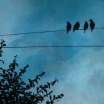 Vogels op lijn Vogels op lijn