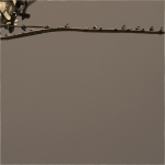 larocca_62/81 larocca_62/81
