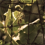 larocca_66/81 larocca_66/81