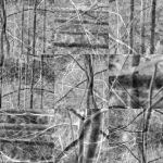 branches branches