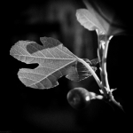 Fig Fig