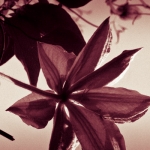 Clematis Clematis