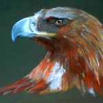 Golden Eagle Golden Eagle