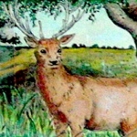 wildwissel wildwissel