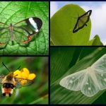 Vlinders Vlinders