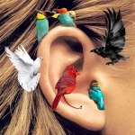 (F)Luistervink ll (F)Luistervink ll