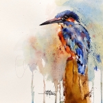 9026 ijsvogeltje 9026 ijsvogeltje