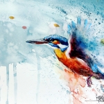 9047 ijsvogel 9047 ijsvogel