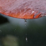 Een blad in de regen. Een blad in de regen.